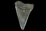 Fossil Mako Shark Tooth - South Carolina #128747-1